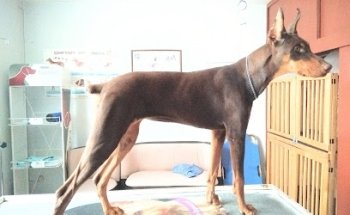 Clínica Veterinaria Von Landros