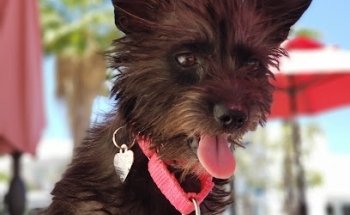 South Baja Animal Clinic