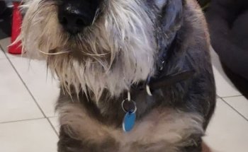 Veterinaria Vet Life