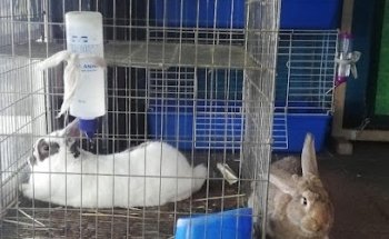 Bichos. Asesoría Veterinaria