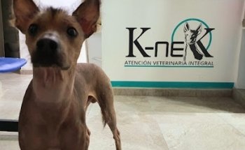 K-nek Veterinaria Integral