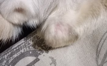 The Palm Veterinary Veterinary La Palma