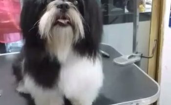 Servicios Veterinarios