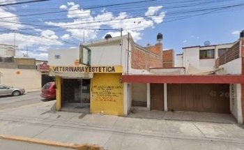Dingo Vet