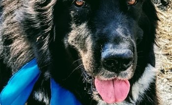 AUXVET Auxilio Veterinario