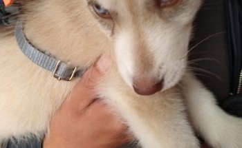 Clinica Veterinaria Puppy