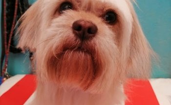 Clínica Veterinaria GLEMAVET