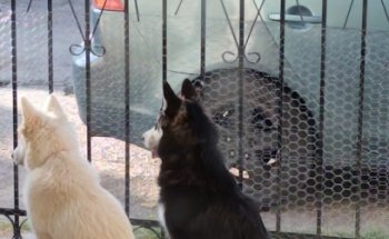 Clínica Veterinaria La Sierra