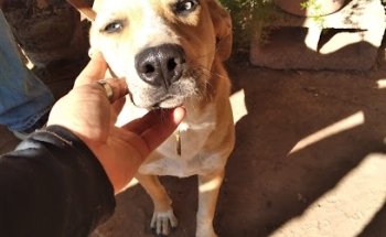 HOSPITAL VETERINARIO DANES