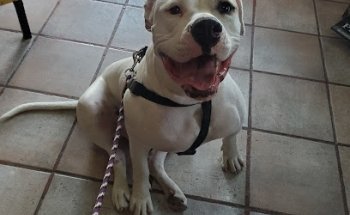 Veterinaria Dr. Silva