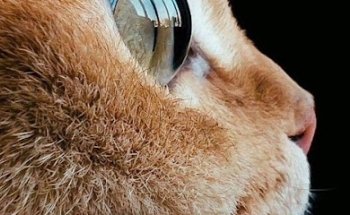 VETERINARIA GATOS LANGOSTITAS