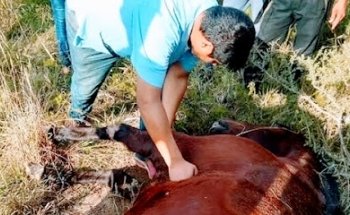 Servicios veterinarios MAGAÑA