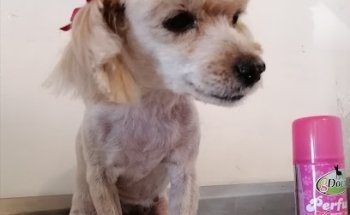 Veterinaria de la Dogtora Petdiatra