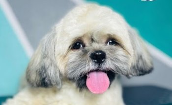 Veterinaria y estética canina San Pedro