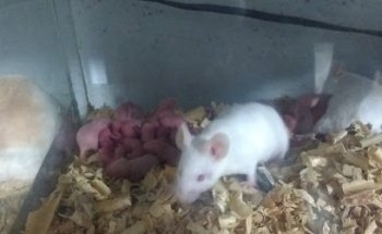 Veterinaria Valladolid