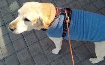 Gam Go Clinica Veterinaria