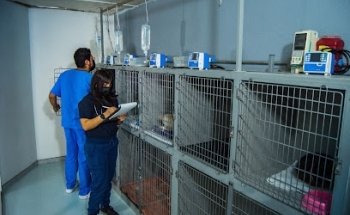 Centro Veterinario Integral Lagos