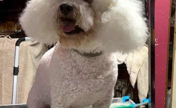 Veterinaria Pet Land