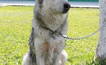 Clínica para Mascotas. Servicio Veterinario Integral
