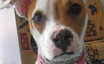 La Vete Cliníca & SPA Veterinarios