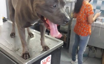 Farmacia y Clinica Veterinaria El Jaguar