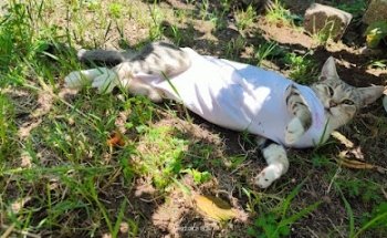 Vet Center Querétaro