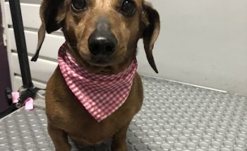 Consultorio Veterinario UNAMos Huellitas