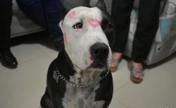 Centro Médico Veterinario Canino