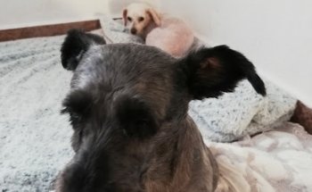 Consultorio veterinario the morgan's world