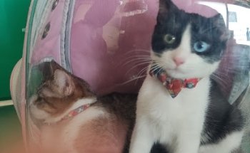 Clínica Veterinaria All-Pet's