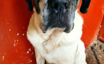 VETERINARY CLINIC OSCAR CANN