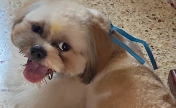 Kambul Clinica Veterinaria