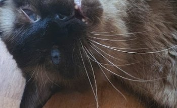 Veterinaria SmartVets