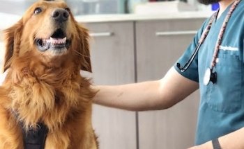 DOC PERRO Clínica Veterinaria ®️