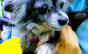 Veterinaria Zootopia