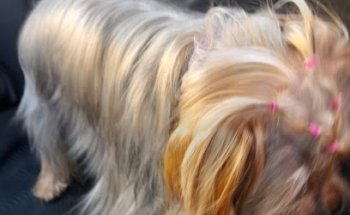 Centro Veterinario Oh My Dog!