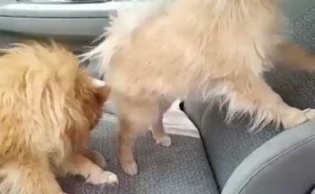 Veterinaria El Pedregal