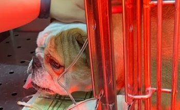 Clínica Veterinaria EQUICAN