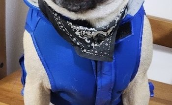 Veterinaria Salud y Belleza