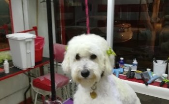 VETERINARIA ESTÉTICA CANINA