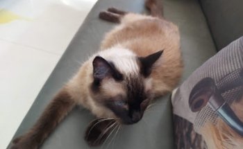 Clínica Veterinaria de Especialidades Laureles