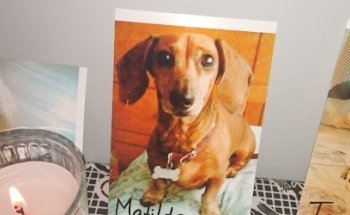 Clínica Veterinaria Pets Home