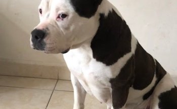 veterinaria cosmopolis