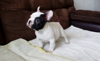 CENTRO MEDICO VETERINARIO BIOS