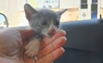 Veterinaria Quintanares