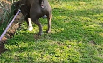 Veterinaria Sivet Reprduccion Canina