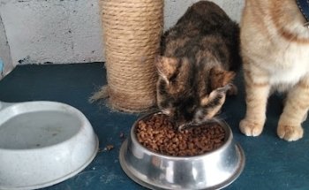 Clínica Veterinaria Santa Elena