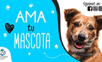 Clínica Veterinaria AMA