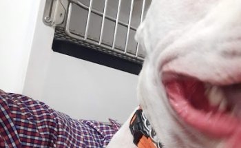 Veterinaria Planet Animal