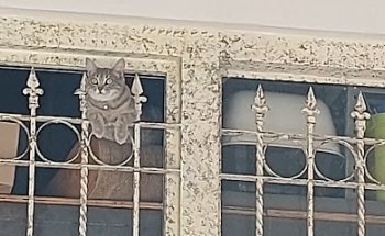 Veterinaria Salud Animal